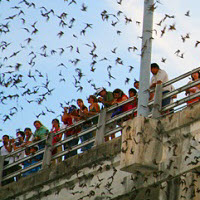 The More You Know: Holy Bat Trap!