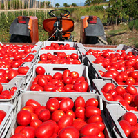 Fresh Tomatoes Ready for Shipping