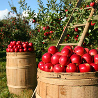 Pumpkin spice next to autumn apples