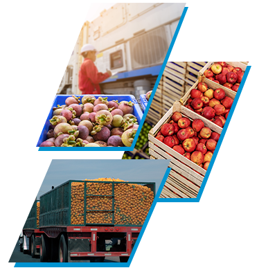 Collage of Produce Related Photos